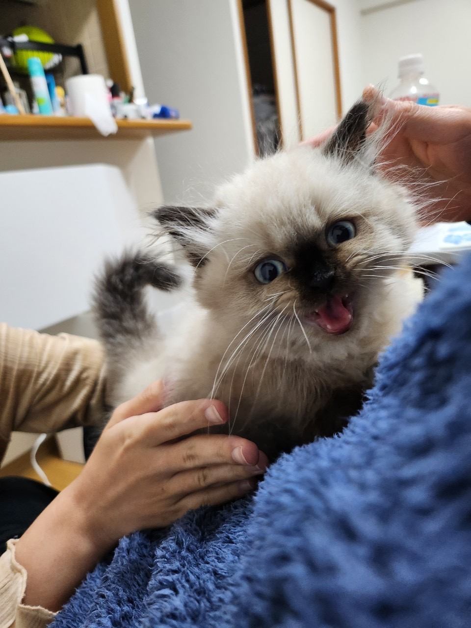 子猫のティム