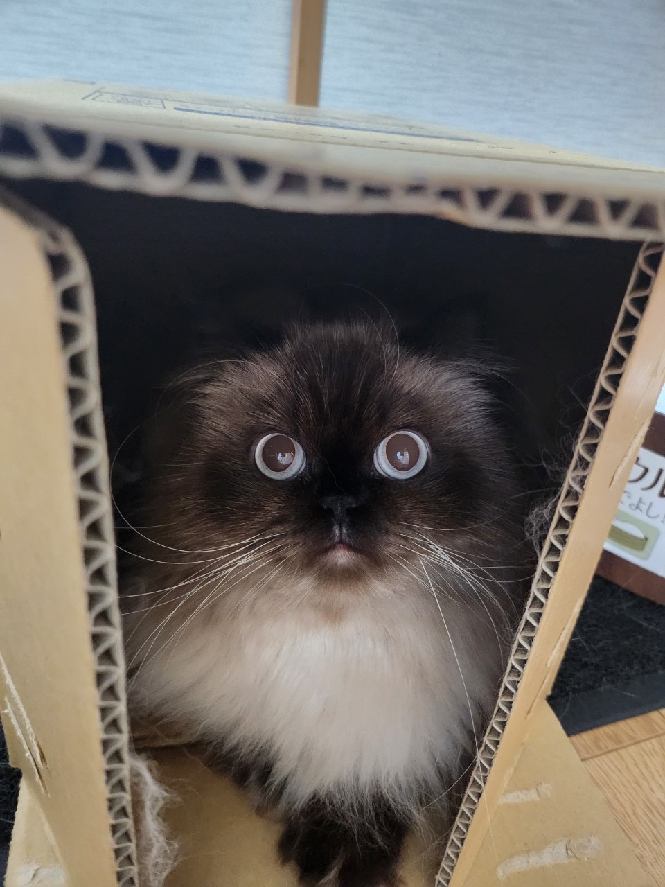 ハート目のティム